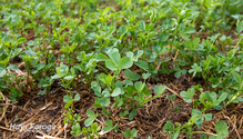 1-AlfalfaRoots_ph
