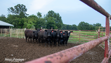 1-BeefSilage_ph