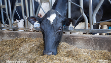 1-DairyFeed_ph