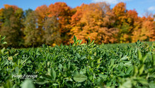 1-SoilTests_ph