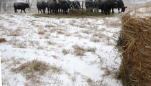 10-BaleStorm-web