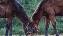 10-Henning--alfalfa-hay-and-horses-D81_0388-reduce