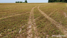 10-IMG_1493