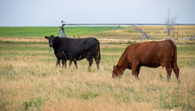 12-AmenAngus-MK_08