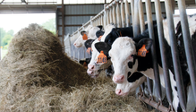 12-Seibel-Dairy-MK_01-web