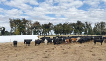 14-calving-season-3