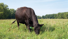 15-Pasture-Problems-IMG_8916