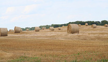 150630_Wheat