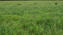 150707_FF-grass-dry