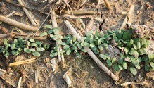 1511HFG-22-seedlings