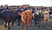 1511_16-stockers