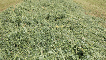 1511_18-alfalfa