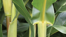 1511_23-corn