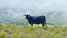 16-Fence-IMG_1417
