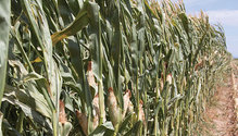 16-Nov-14-corn-stalks