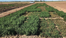 16-Nov-6-alfalfa-plot