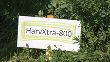 16-Nov-8-HarvXtra