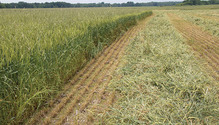 1601HFG-40-hay
