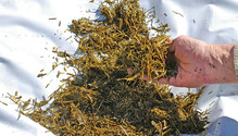 1601_18-silage