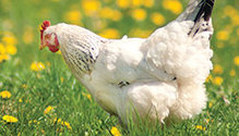 1602-HF-26-chicken