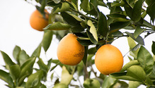 160322_ph1-oranges