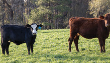 1603_HF-12-beef-grazing