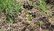 1603_HF-22-clover