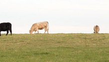 1608_18-grazing-cattle