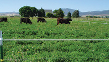 1608_22-grazing