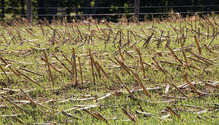 1608_34-stubble