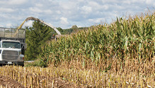 1608_38-chopping-corn-silage
