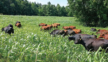 17-01_12-grazing
