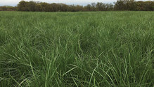 1701_10-fescue