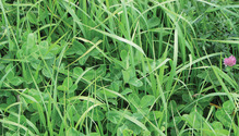 1701_30-alfalfa-pasture