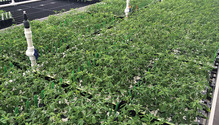 1701_7-alfalfa-greenhouse