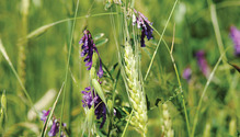 1702_16-vetch