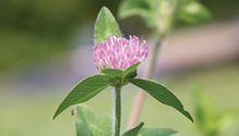 1702_30-red-clover