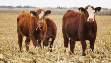 1702_8-beef-stubble