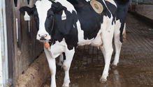 1703_12-HFG-cannulated-cow