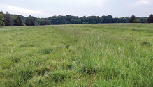 1703_14-HFG-fescue-pasture