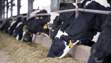 1703_16-cows