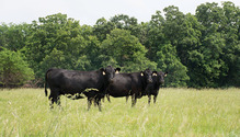 1703_20-grazing-beef