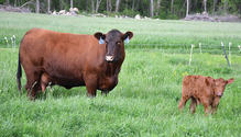 1703_22-HFG-cow-calf