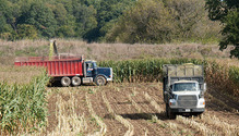 1703_26-chopping-corn