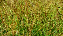 1703_28-warm-grasses