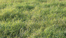 1703_32-grass