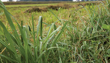1704-31-washedout-alfalfa
