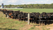 1704_16-beef-cattle