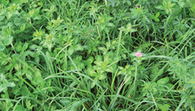 1704_22-alfalfa