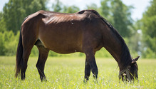 1704_28-horse
